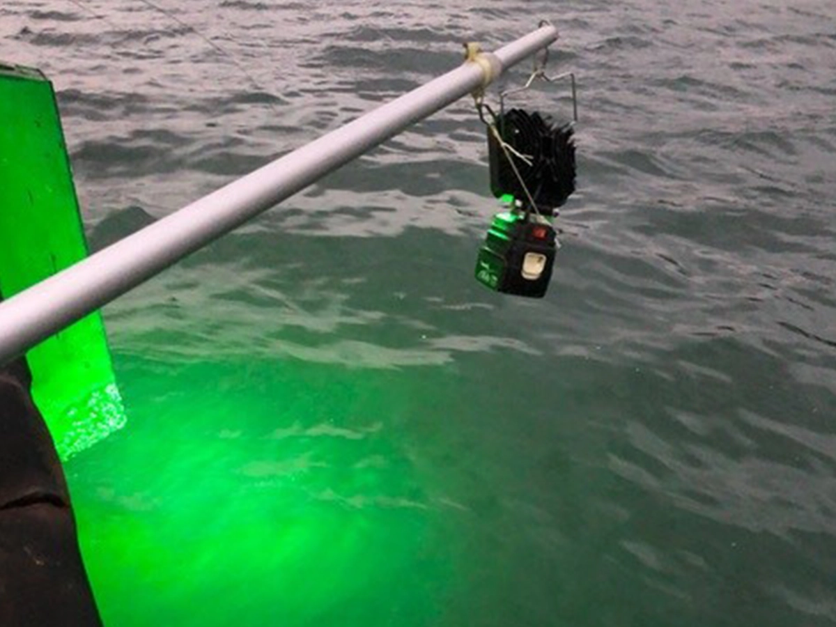 緑色の光が海面を鮮やかに照らしている様子。周囲に光が広がり、プランクトンや小魚を惹きつける。